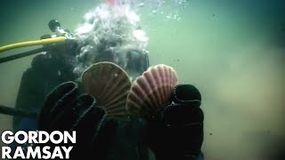 HandDiving for Scallops  Gordon Ramsay [upl. by Myca]