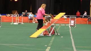 quotDazzlequot the agility basset [upl. by Becket]