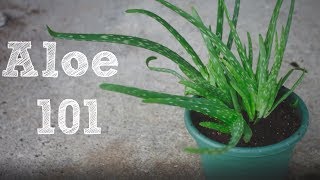 How to repot an Aloe Vera plant  Aloe 101 [upl. by Ahtibat]