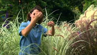 Blades and Plumes Garden Miscanthus Cultivars [upl. by Nylatsyrc]