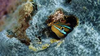 Acquario di Genova  Spot Maggio 2021 [upl. by Aneladgam164]