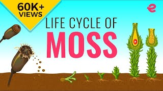 What is the Lifecycle of a Moss  Biology  Extraclasscom [upl. by Khichabia95]