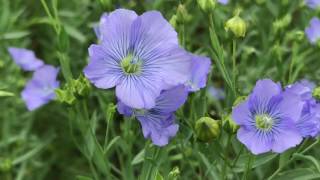 FLAX amp LINSEED [upl. by Yemarej563]