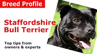 Staffordshire Bull Terrier Dog Breed Guide [upl. by Yelrebmyk]