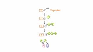 AntiHerpetic Drugs  How They Work [upl. by Anahs]