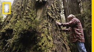 One Man’s Mission to Revive the Last Redwood Forests  Short Film Showcase [upl. by Ranee]