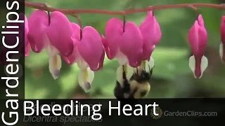 Bleeding Heart  Dicentra spectabilis  Lamprocapnos spectabilis  How to Grow Bleeding Heart [upl. by Asseralc150]