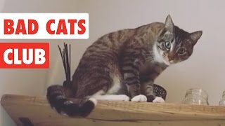 Bad Cats Club  Funny Cat Video Compilation 2020 [upl. by Ycnan]