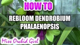 How to rebloom Dendrobium Phalaenopsis Orchids [upl. by Einuj494]