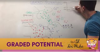 Graded Potential  Neuron [upl. by Gilbertson]