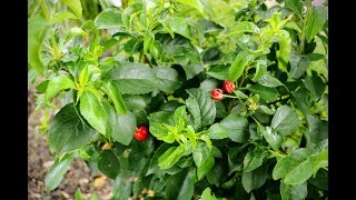 The Scoop on Bush Cherries [upl. by Araem69]