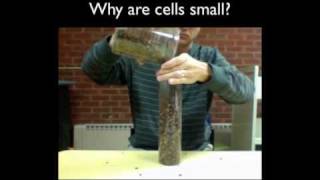 Why Are Cells Small [upl. by Adnorat]