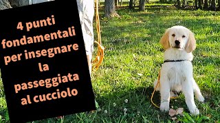 Come insegnare la passeggiata al cucciolo in 4 punti [upl. by Donell199]