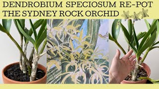 Repotting a hopefully Dendrobium Speciosum a spectacular native Australian orchid [upl. by Ecilahc]