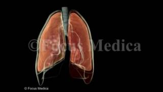 Hemothorax  Lungs [upl. by Ennaeirb]