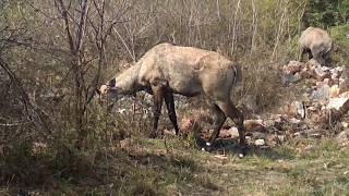 Nilgai at South Delhi JNU campus [upl. by Taffy]