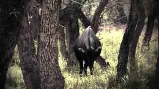 Bowhunting Nilgai on the King Ranch amp Archery Tips [upl. by Etnoled]