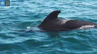 ShortFinned Pilot Whale Pod  Baja California  Lindblad ExpeditionsNational Geographic [upl. by Enilemme725]