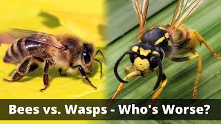 Wasps vs Bees Whos The Bigger Threat [upl. by Acinoryt]