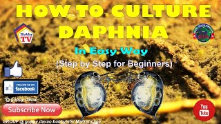 HOW TO CULTURE DAPHNIA In Easy Way [upl. by Lebyram]