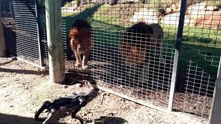 Lions and a Robot Dog at the Zoo Plaything or Lunch [upl. by Mannes596]