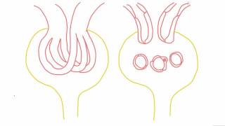 Mesangial cells  anatomy and function [upl. by Regdirb]