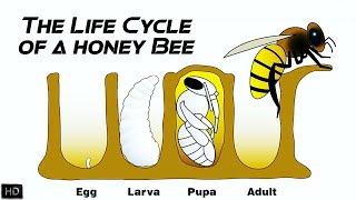 The Life Cycle of a Honey Bee  The First 21 Days of Honey Bees Life [upl. by Nosiram]