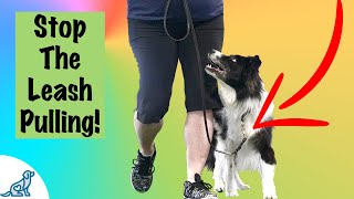 Loose Leash Walking Training  Professional Dog Training Tips [upl. by Harrie82]