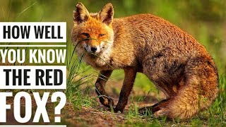 Red Fox  Description Characteristics and Facts [upl. by Heyward]