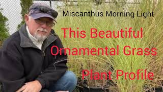 How to Grow Morning Light Miscanthus [upl. by Acisey166]