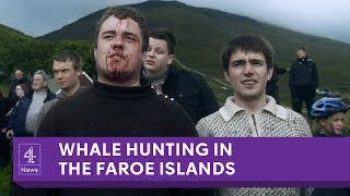 The Faroe Islands annual whale slaughter [upl. by Nonnahsal203]