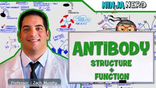 Immunology  Antibody Structure amp Function [upl. by Ruffi]