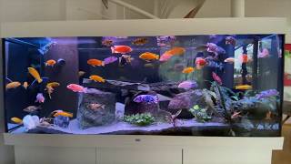 Malawi cichlid tank  Buntbarsch Aquarium [upl. by Gerrard637]