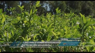 Claves para la siembra de alfalfa [upl. by Rissa]