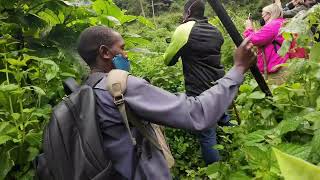 Gorilla Tracking in BWINDI Impenetrable National Park at Rushaga Gate [upl. by Tumer]