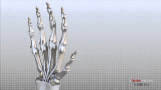 Hand Anatomy Animated Tutorial [upl. by Atinaej]